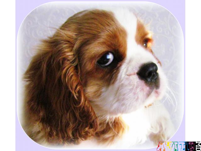 Породные красивые щенки Кавалер Кинг Чарльз Спаниель