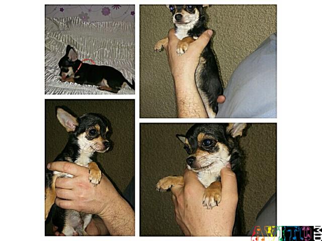 Мальчик чихуахуа