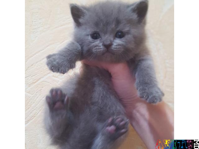 Продам мальчика !