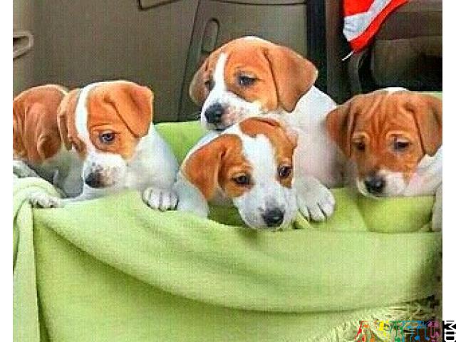 Парсон (джек) рассл терьер