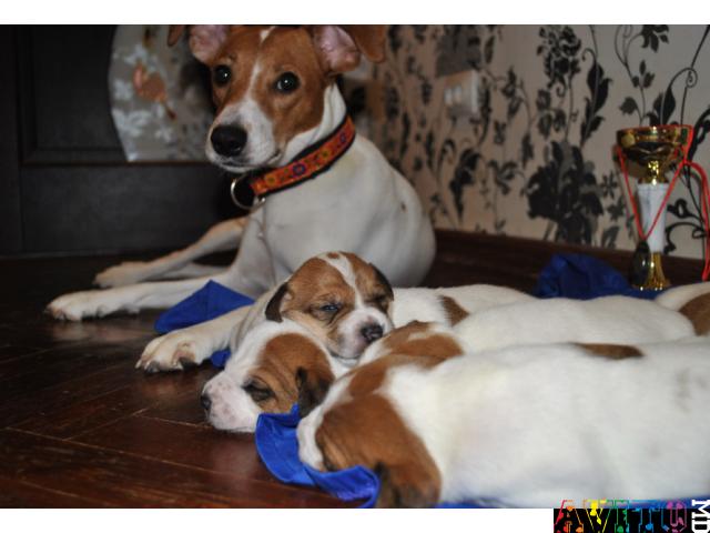 Парсон (джек) рассл терьер