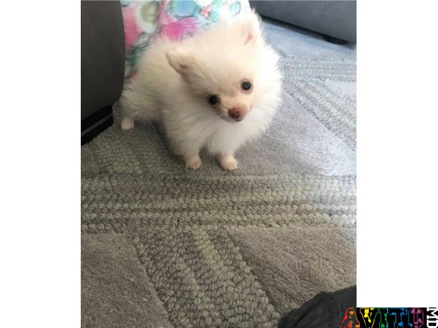 Красивый Поморский мальчик на продажу