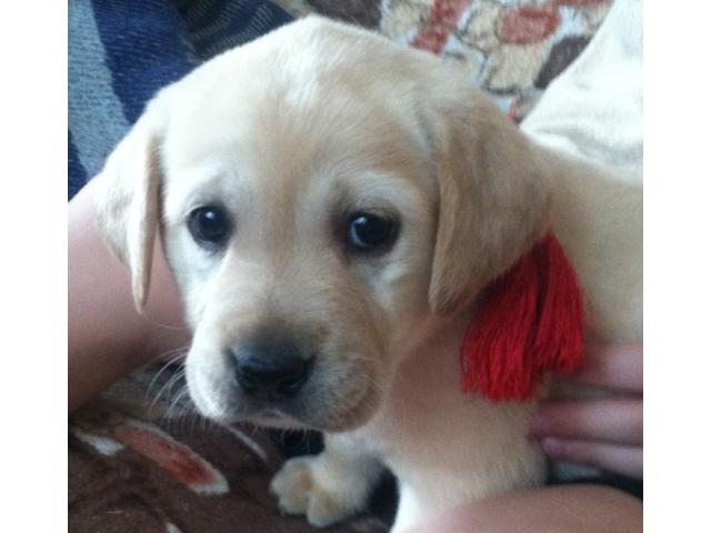 Щенки породы лабрадор-ретривер.