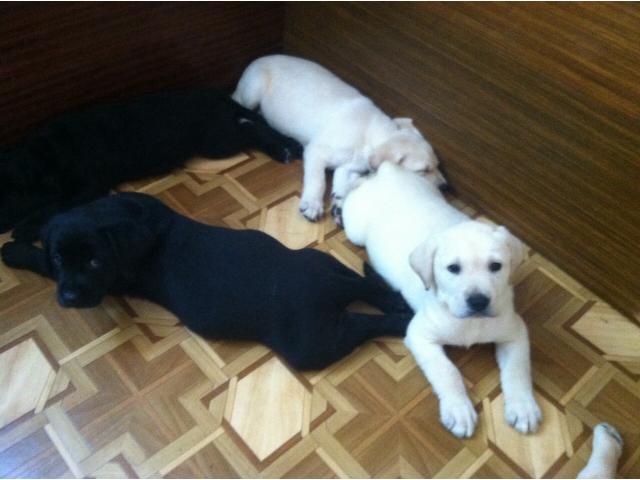 Щенки породы лабрадор-ретривер.