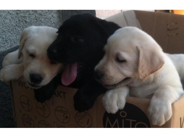 Щенки породы лабрадор-ретривер.