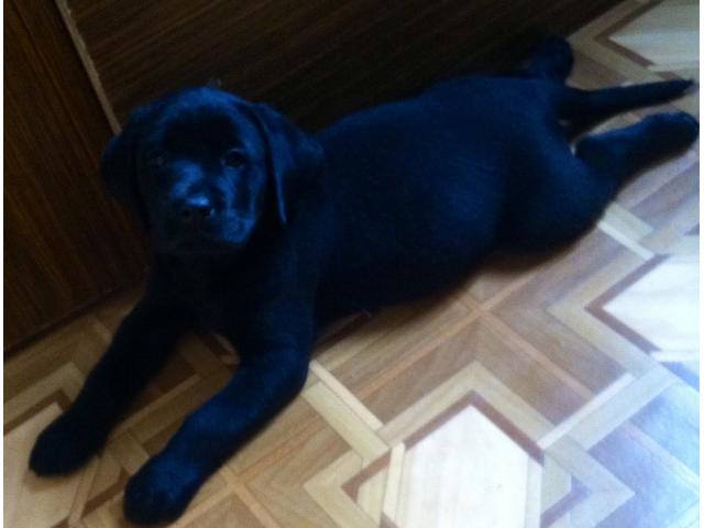 Щенки породы лабрадор-ретривер.