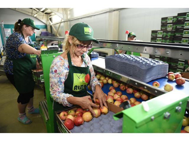 Сортировка и упаковка яблок в Германии