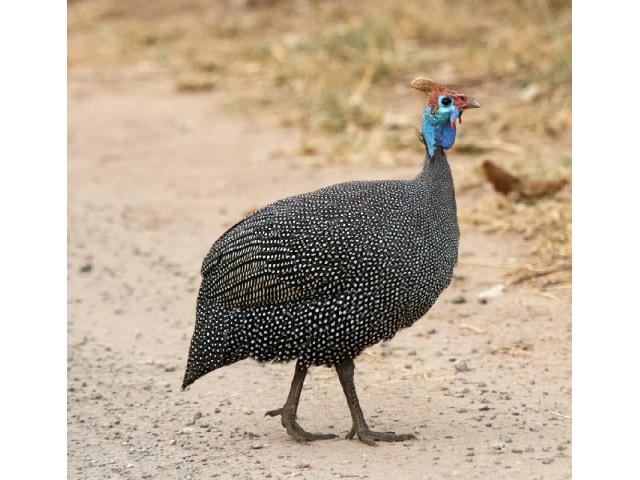 Продаю  Цесарок