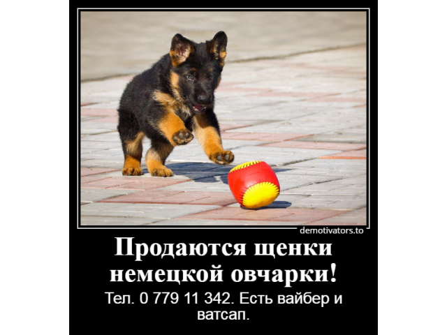 В мире лучше нет подарка, чем немецкая овчарка!