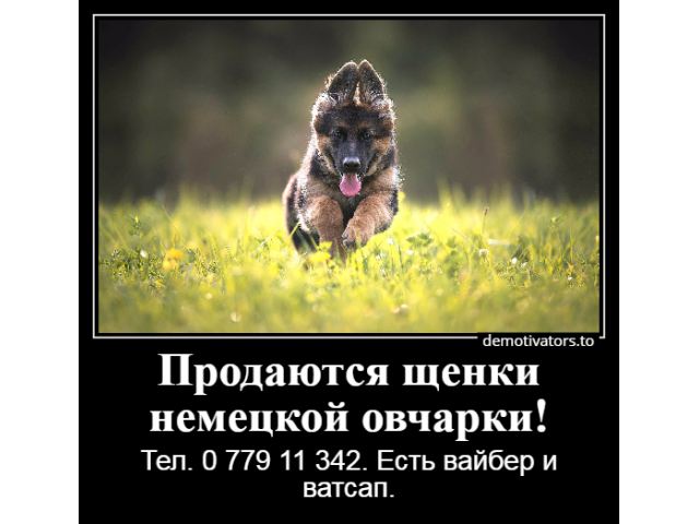 В мире лучше нет подарка, чем немецкая овчарка!