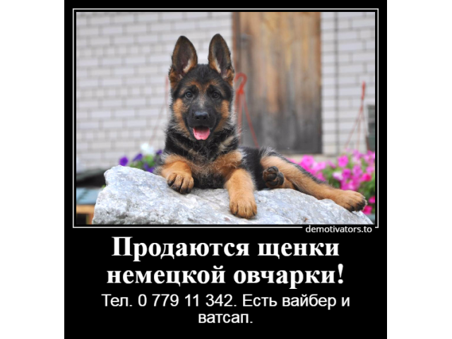 В мире лучше нет подарка, чем немецкая овчарка!