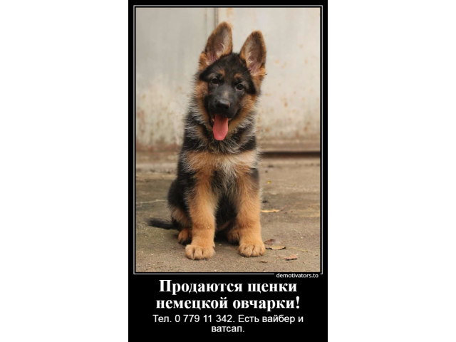 В мире лучше нет подарка, чем немецкая овчарка!