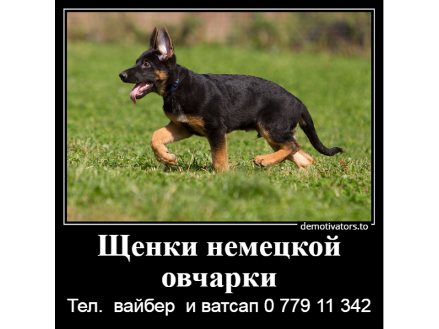 Я - маленький шикарный щенок немецкой овчарки от клубной вязки.