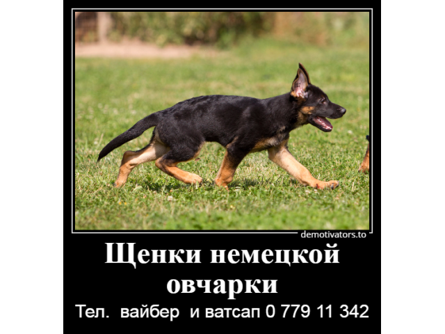 Я - маленький шикарный щенок немецкой овчарки от клубной вязки.