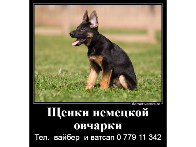 Я - маленький шикарный щенок немецкой овчарки от клубной вязки.