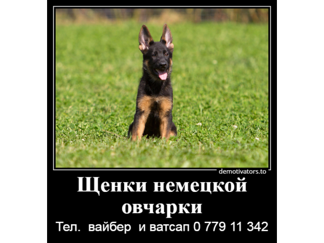 Я - маленький шикарный щенок немецкой овчарки от клубной вязки.