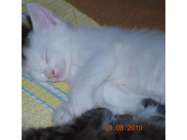 Отдам ласковых пушистых и не очень котят от домашней кошки