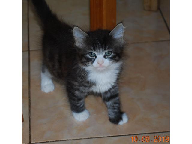 Отдам ласковых пушистых и не очень котят от домашней кошки