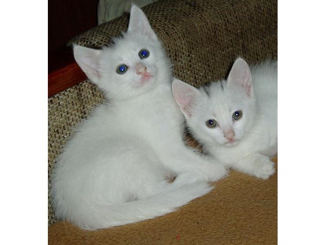 Отдам ласковых пушистых и не очень котят от домашней кошки