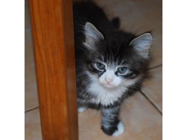 Отдам ласковых пушистых и не очень котят от домашней кошки