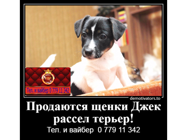 Продаются щенки Джек рассел терьер