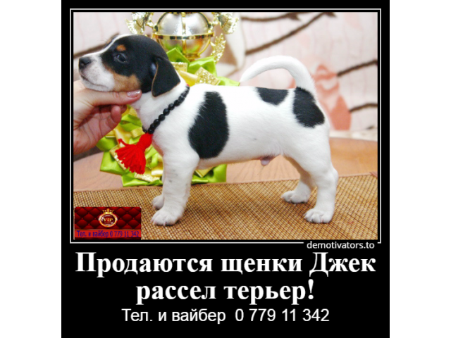 Продаются щенки Джек рассел терьер