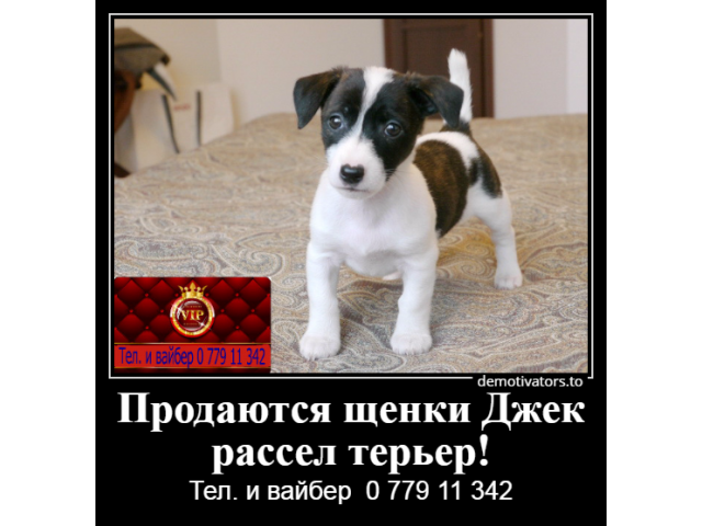 Продаются щенки Джек рассел терьер