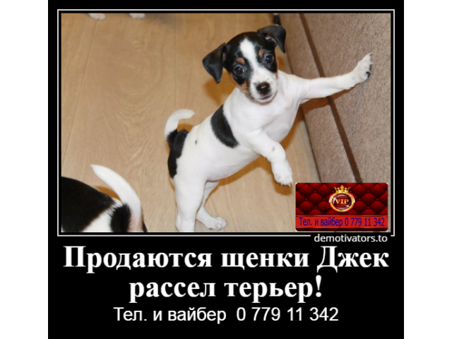 Продаются щенки Джек рассел терьер