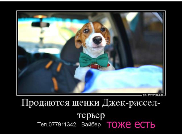 Продаются щенки Джек рассел терьер