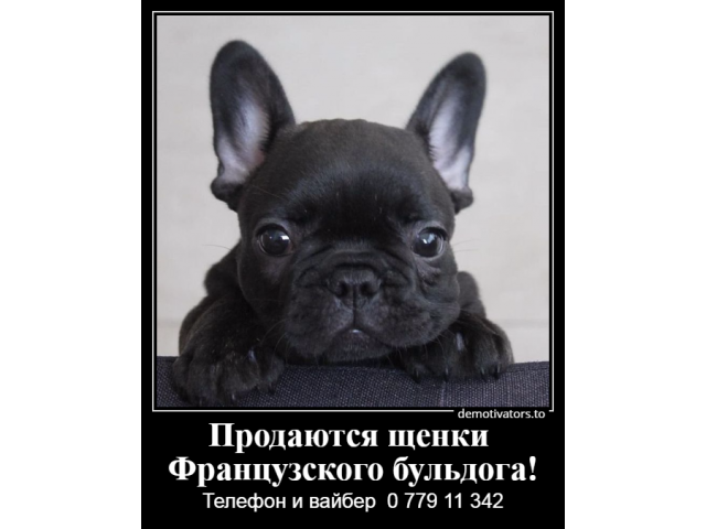 Очаровательные щеночки французского бульдога с родословной,
