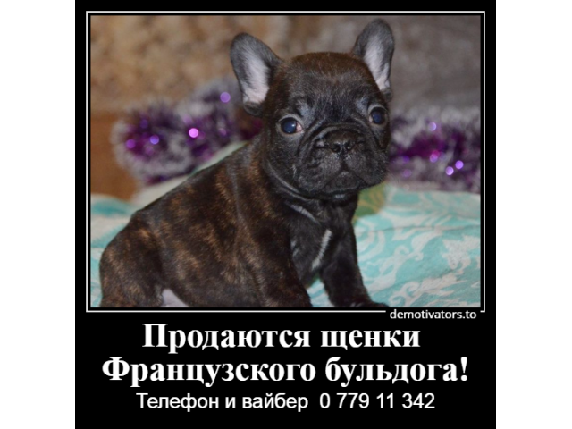 Очаровательные щеночки французского бульдога с родословной,