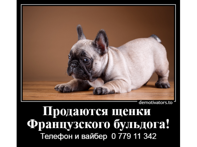 Очаровательные щеночки французского бульдога с родословной,