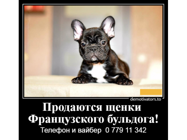 Очаровательные щеночки французского бульдога с родословной,