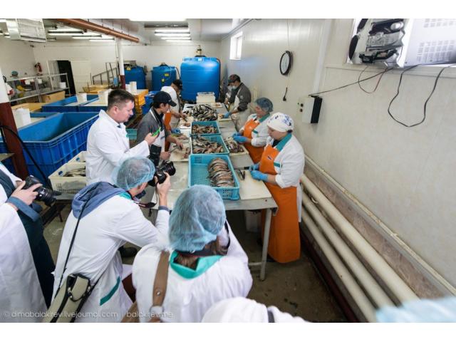 Рабочие на рыбном заводе в Норвегии