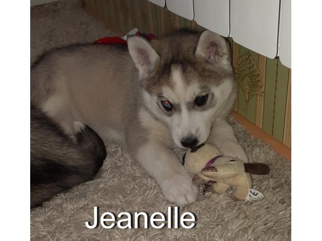 Продам чистокровных щенков хаски от племенных родителей.