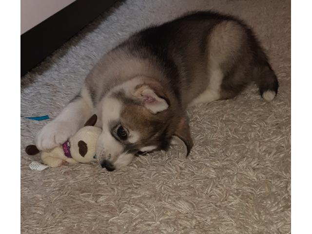 Продам чистокровных щенков хаски от племенных родителей.