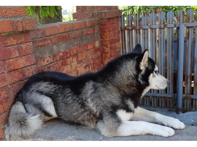 Продам чистокровных щенков хаски от племенных родителей.