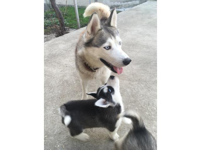 Продам чистокровных щенков хаски от племенных родителей.