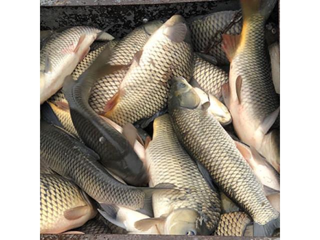 Продаю свежую рыбу оптом.