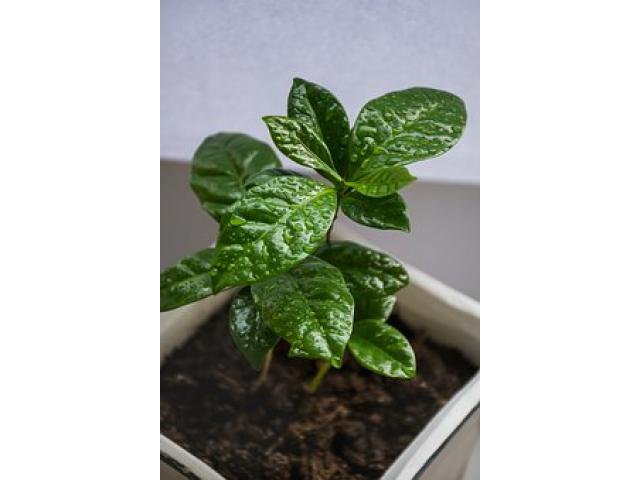 VIND ARBORELE DE CAFEA!