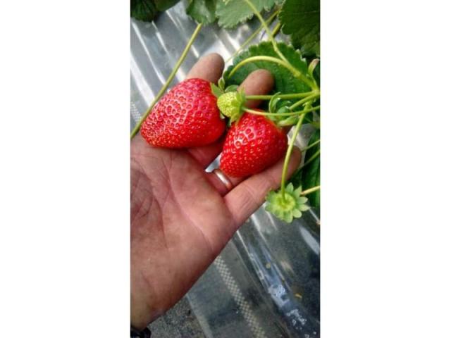 Vindem rasad de capsuna