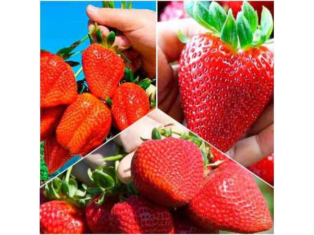 Vindem rasad de capsuna