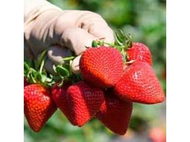 Vindem rasad de capsuna