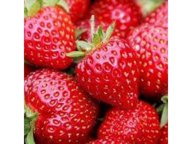 Vindem rasad de capsuna