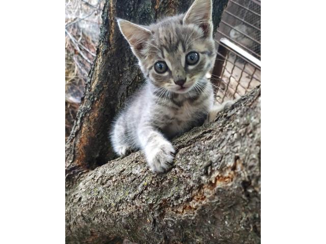 Тигровый малыши отдам в хорошие руки