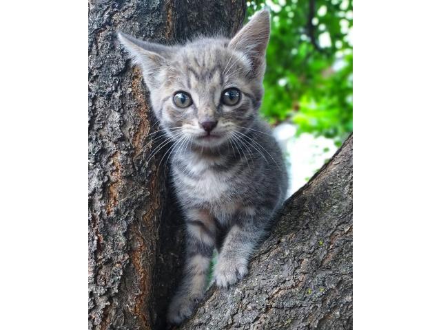 Тигровый малыши отдам в хорошие руки