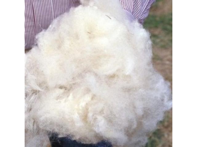 Продаю овечью шерсть
