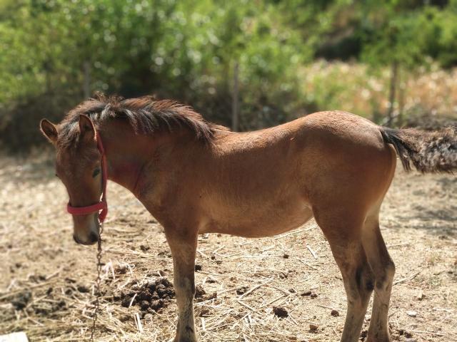 Продается кобылка (отец фризкий жеребец)