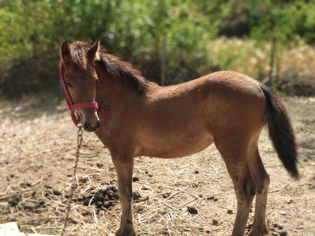 Продается кобылка (отец фризкий жеребец)