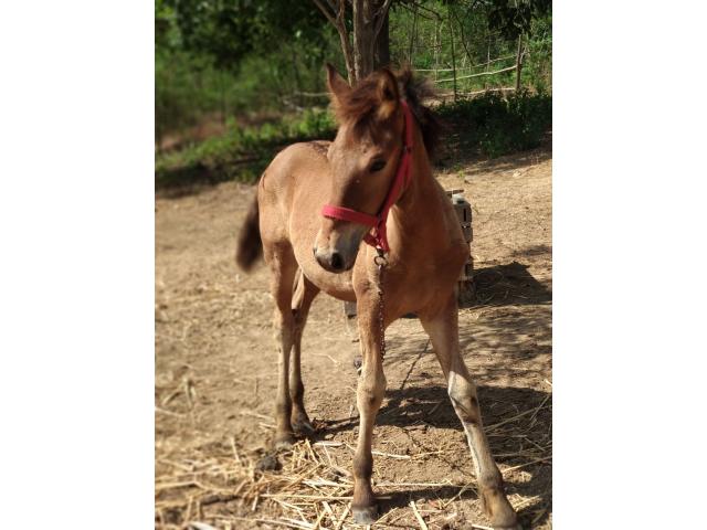 Продается кобылка (отец фризкий жеребец)